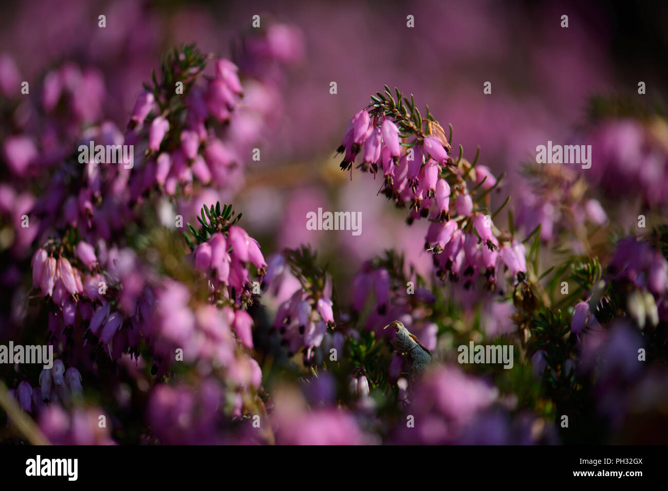 Erica carnea Atorubra Foto Stock