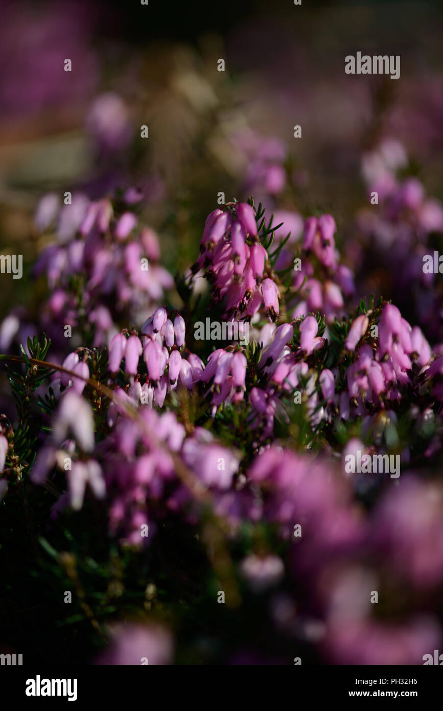 Erica carnea Atorubra Foto Stock