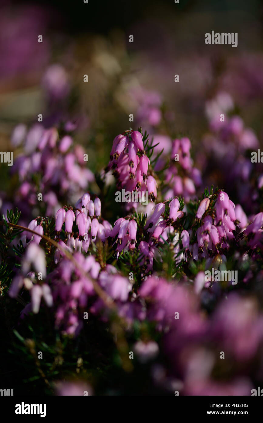 Erica carnea Atorubra Foto Stock