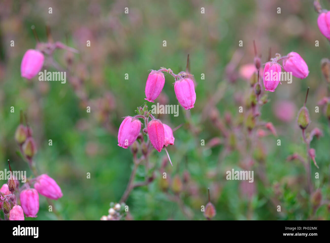 Erica carnea Dwingo Foto Stock