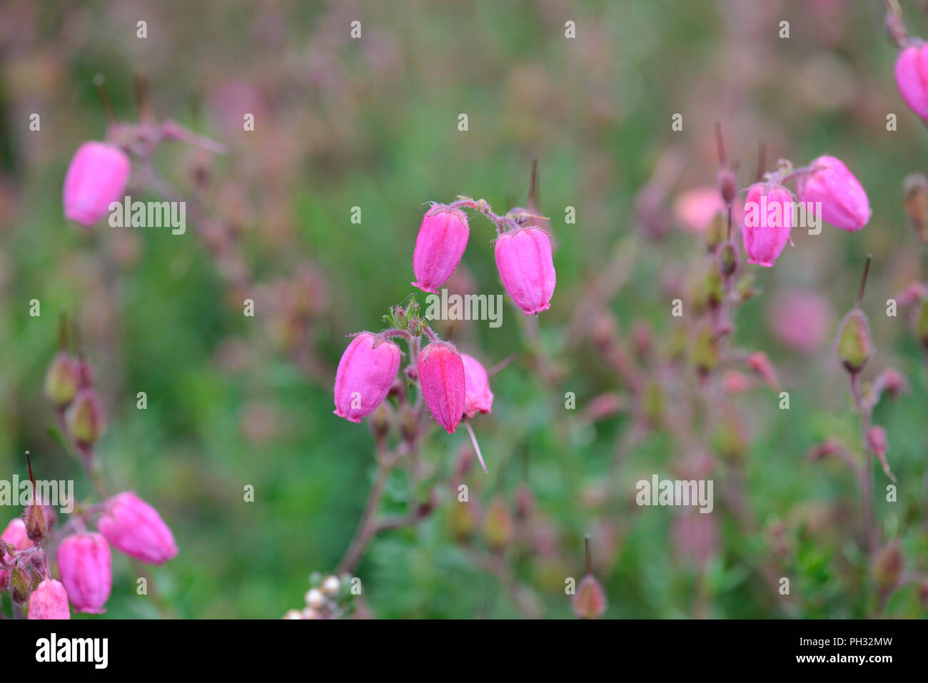 Erica carnea Dwingo Foto Stock