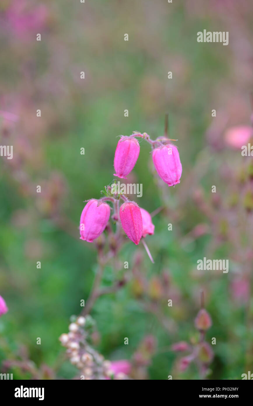 Erica carnea Dwingo Foto Stock