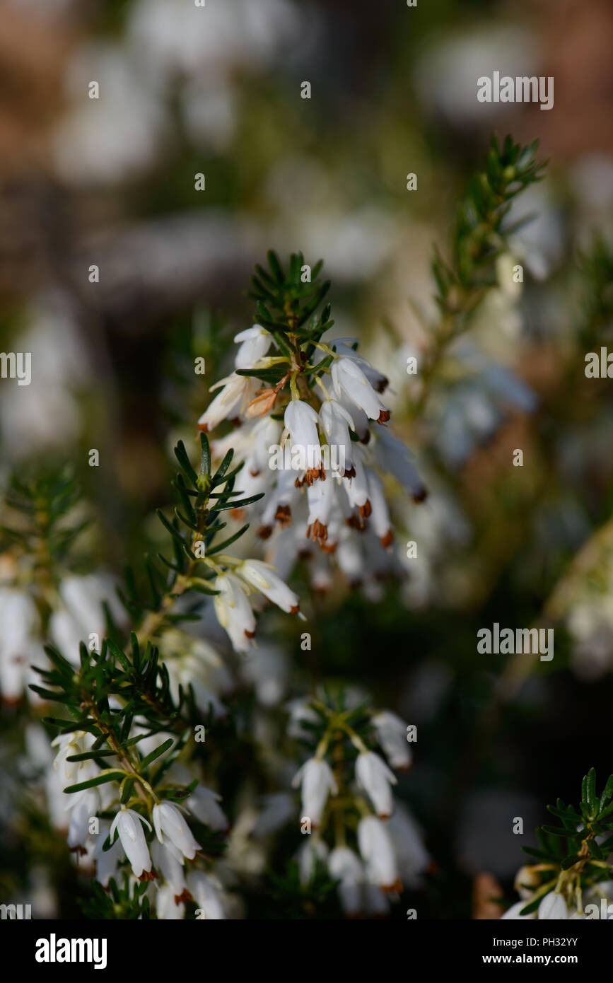 Erica carnea alba Springwood White Foto Stock