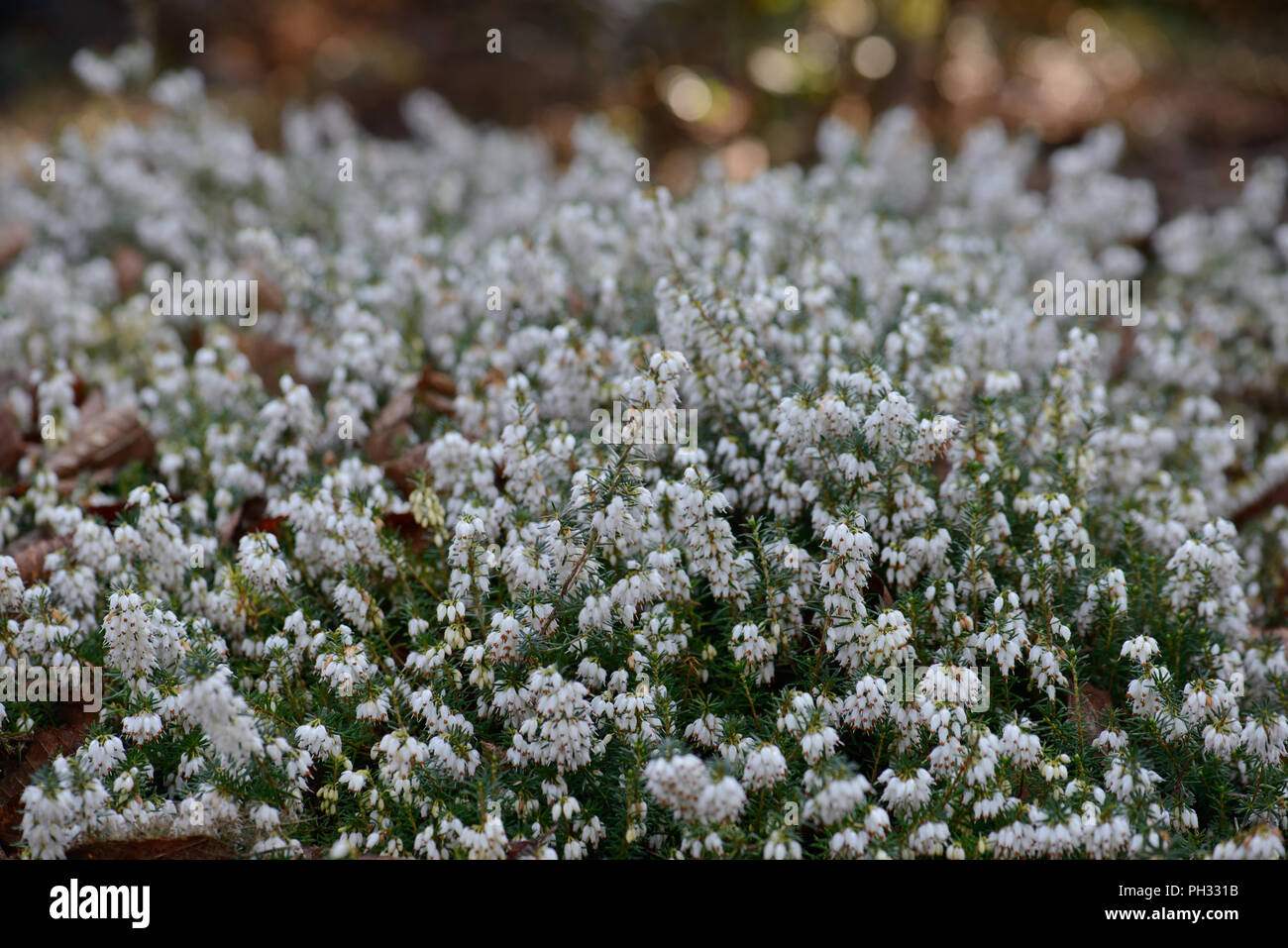 Erica carnea principessa di ghiaccio Foto Stock