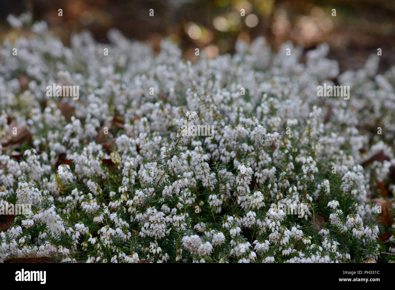 Erica carnea principessa di ghiaccio Foto Stock
