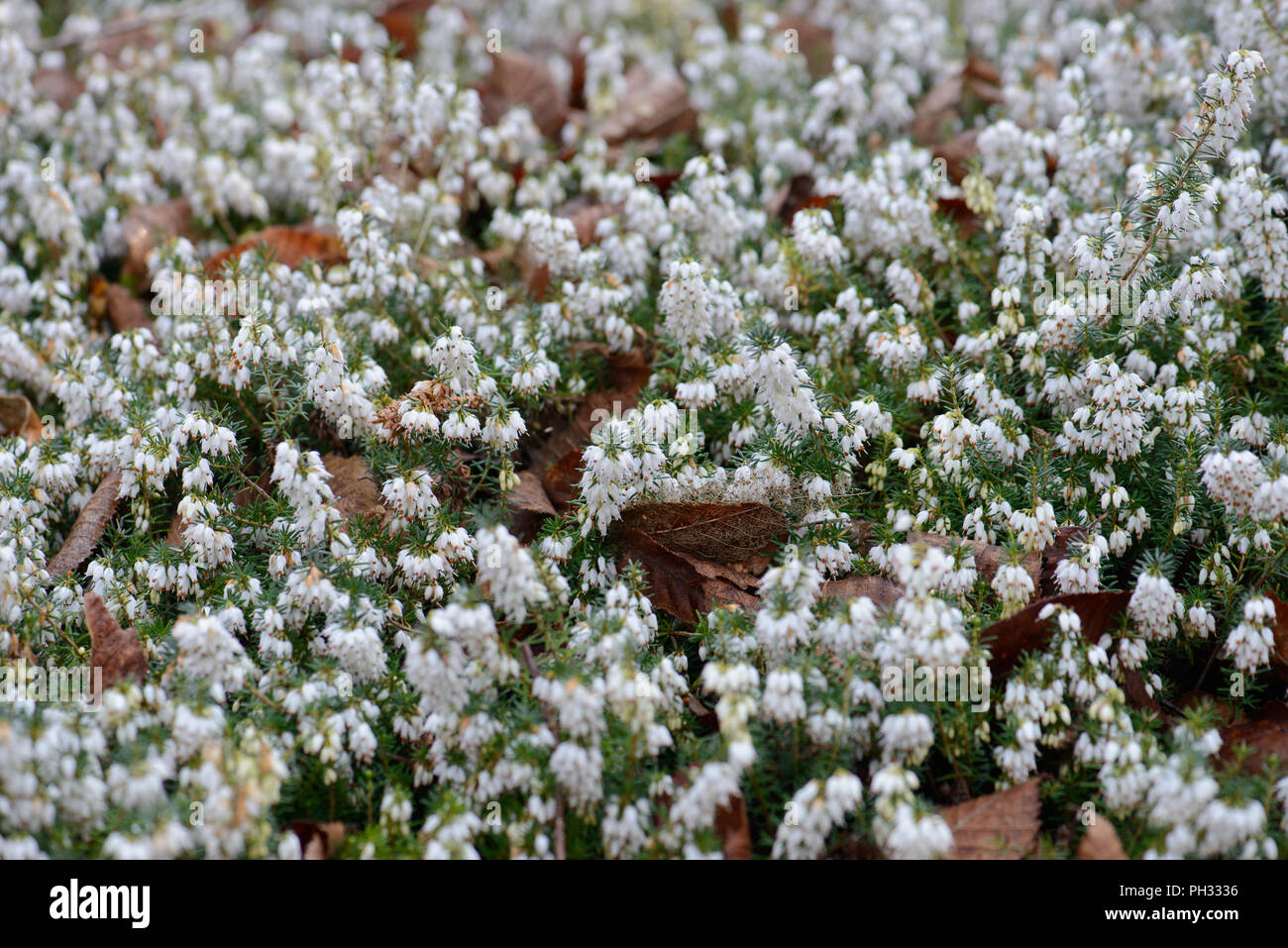 Erica carnea principessa di ghiaccio Foto Stock