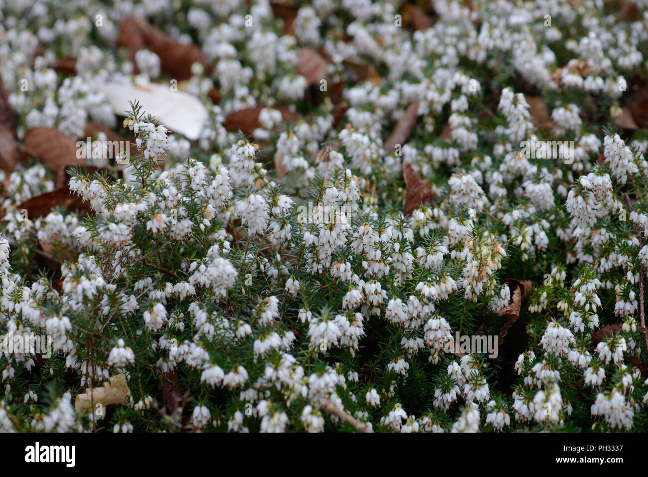 Erica carnea principessa di ghiaccio Foto Stock
