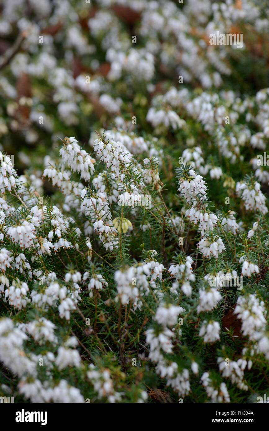 Erica carnea principessa di ghiaccio Foto Stock