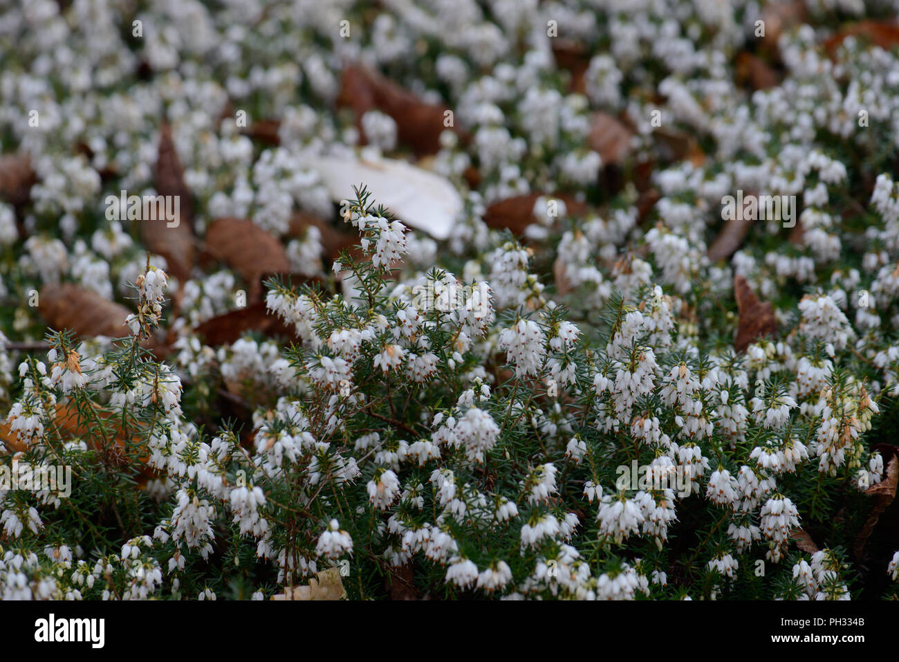 Erica carnea principessa di ghiaccio Foto Stock