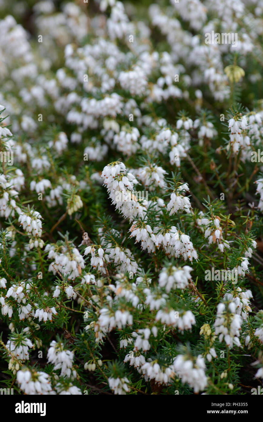 Erica carnea principessa di ghiaccio Foto Stock