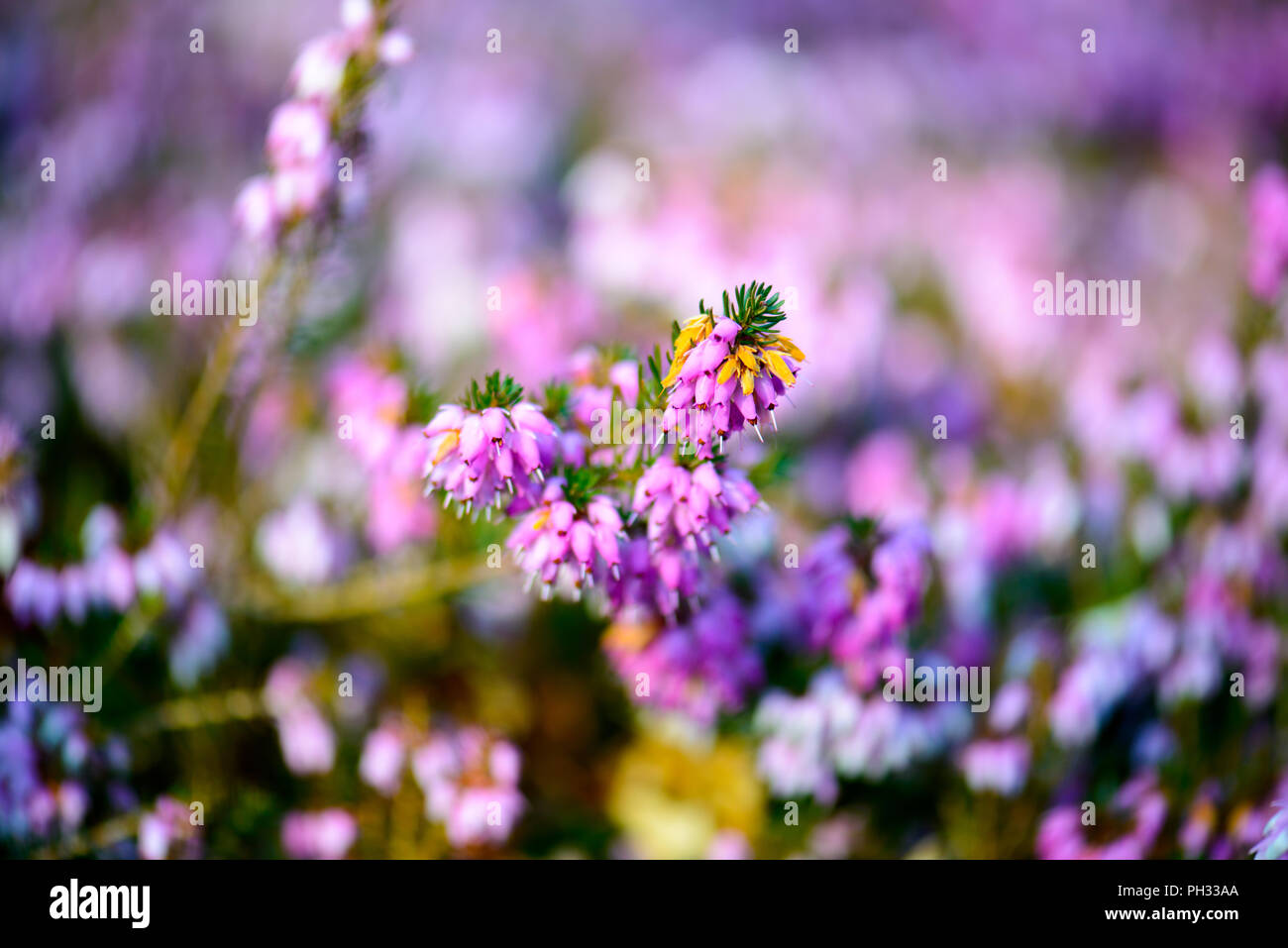 Erica carnea signor Sam Doncaster Foto Stock