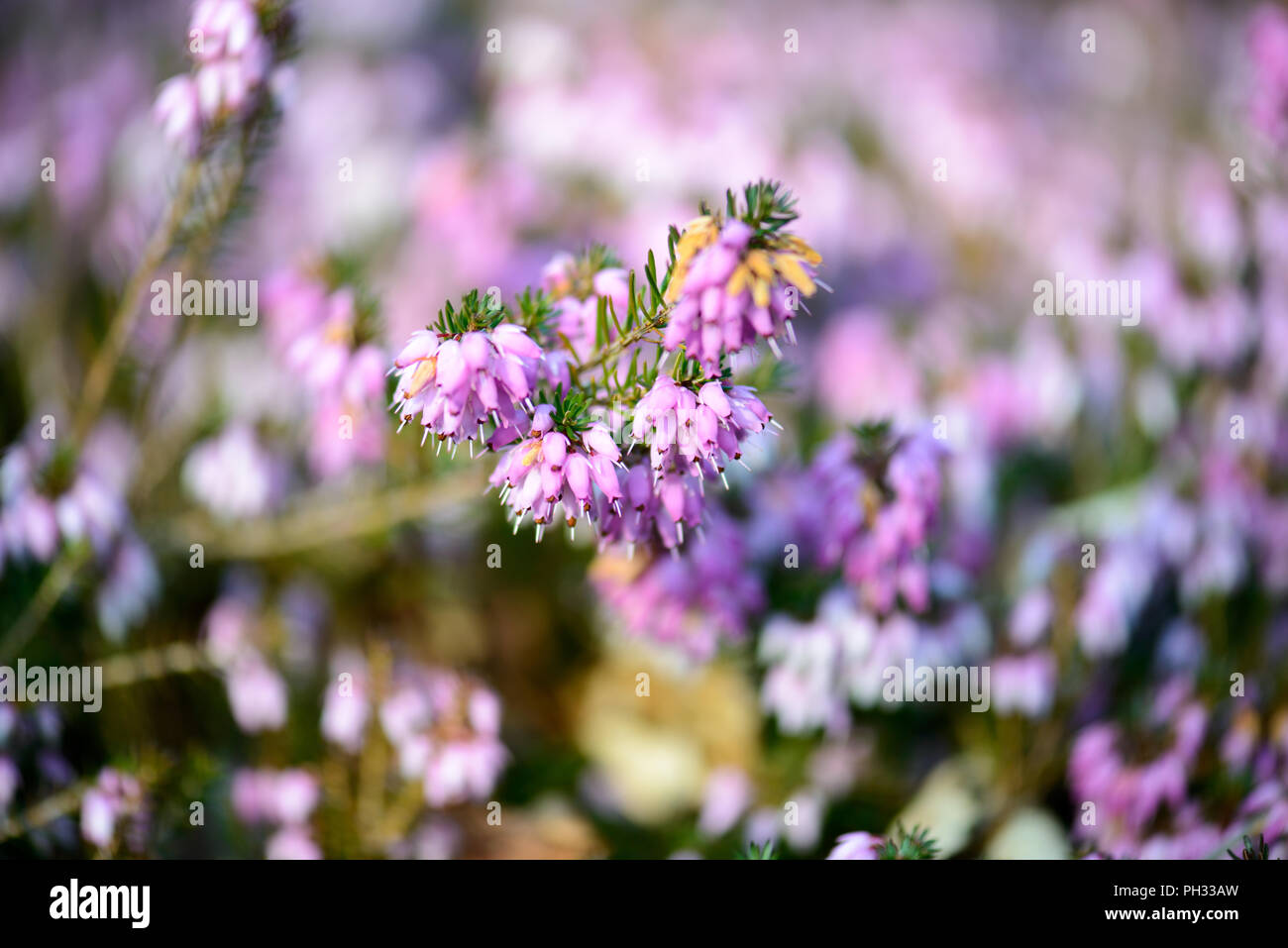 Erica carnea signor Sam Doncaster Foto Stock