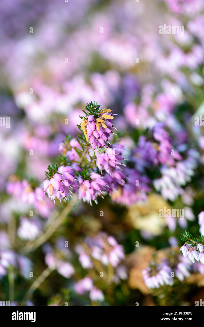Erica carnea signor Sam Doncaster Foto Stock