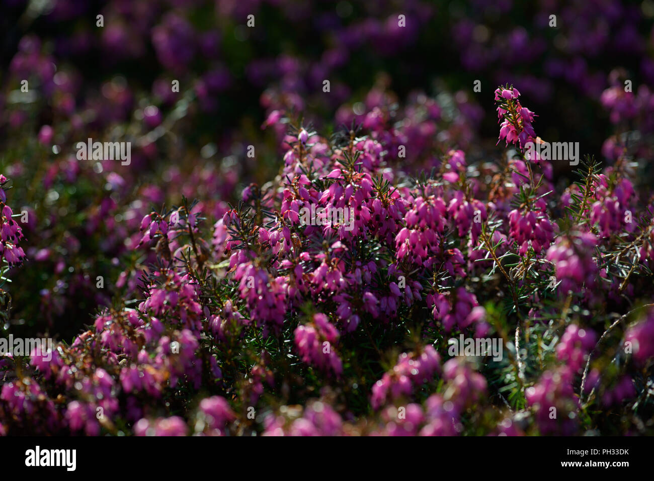 Erica carnea Myretoun Ruby Foto Stock