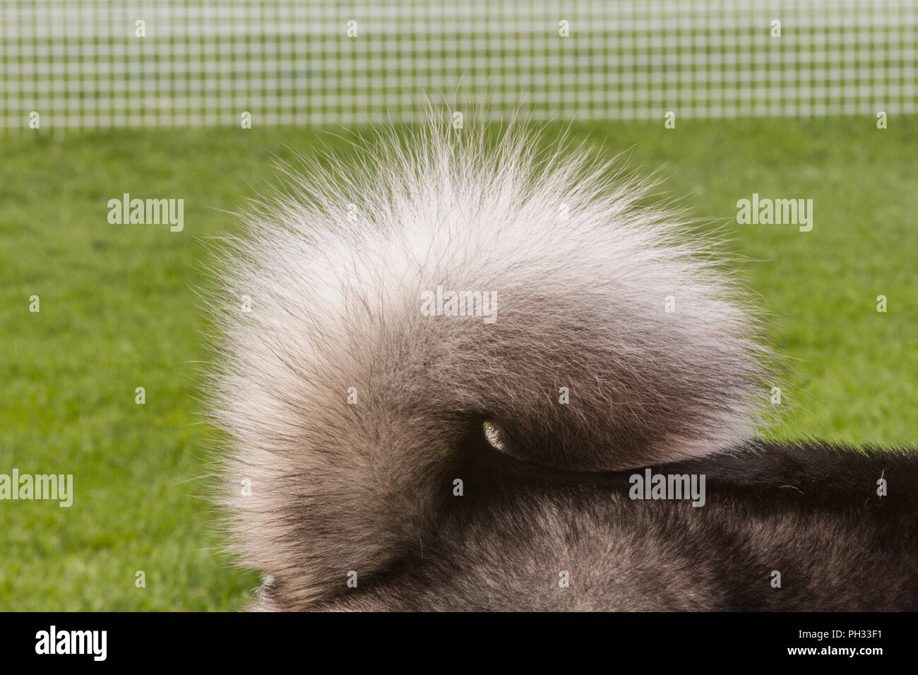 Taail colpo di purebreed Aikta, belle foto backlite. Foto Stock