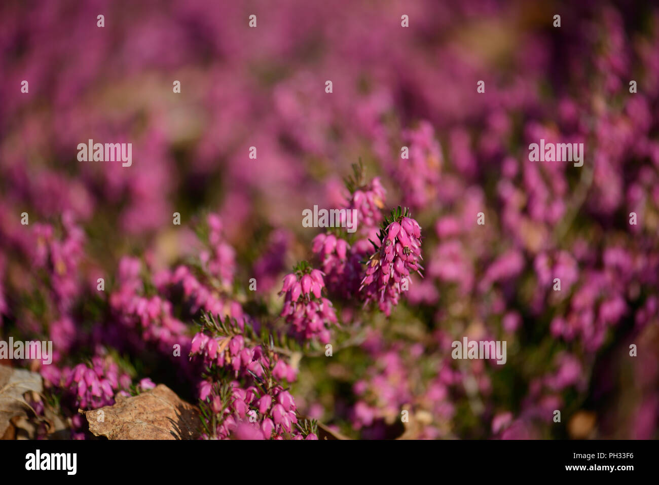 Erica carnea Facchini Red Foto Stock