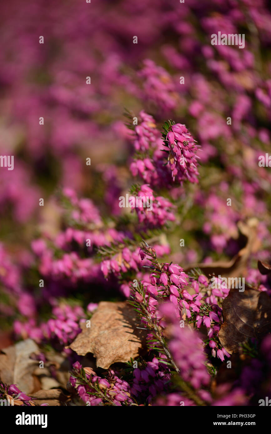 Erica carnea Facchini Red Foto Stock