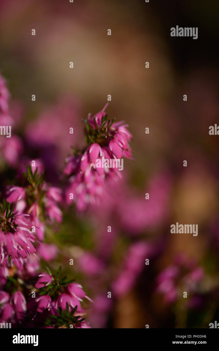Erica carnea Facchini Red Foto Stock