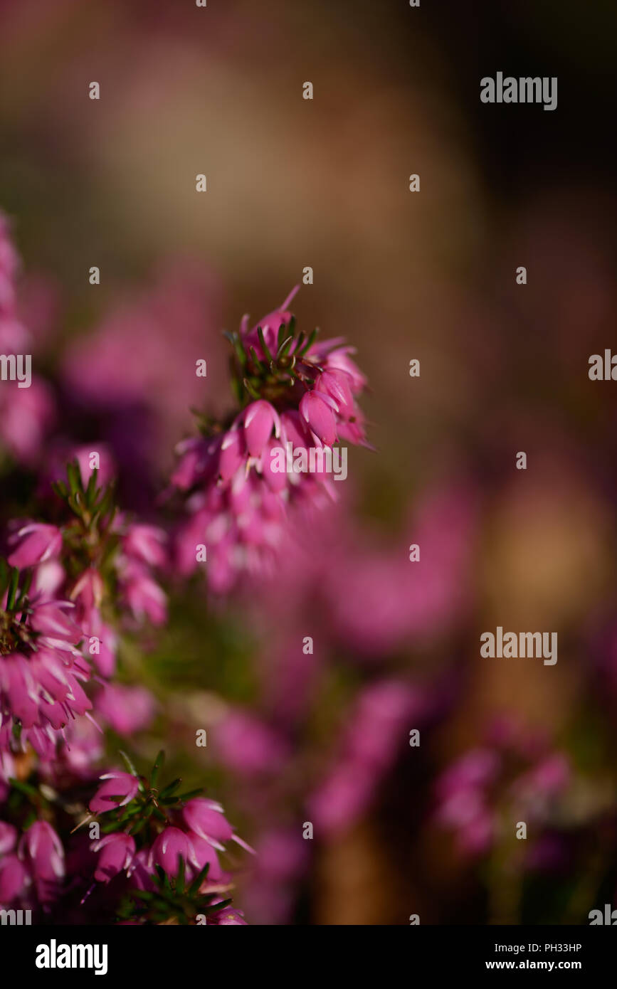 Erica carnea Facchini Red Foto Stock
