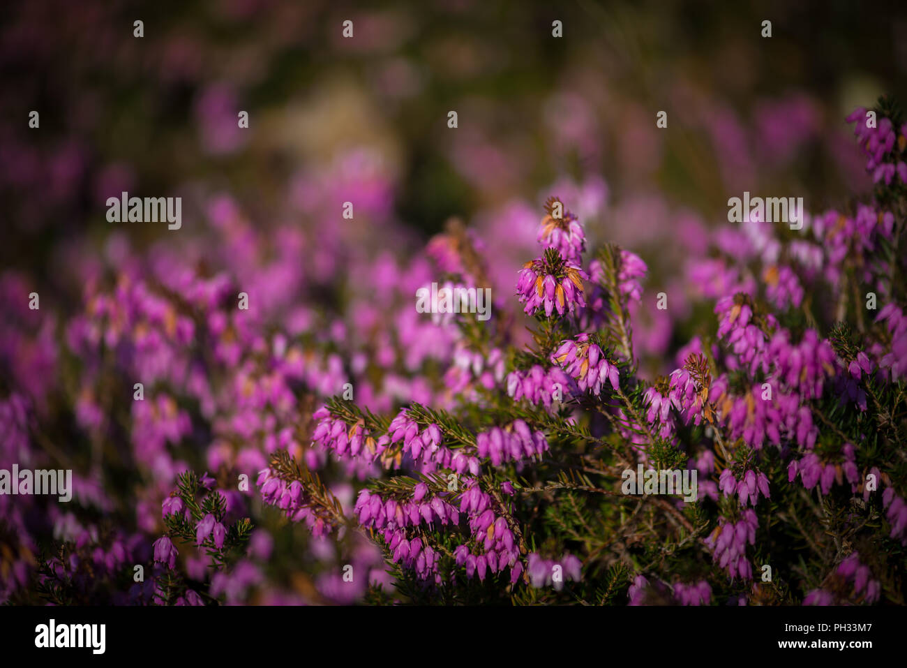 Erica carnea RB Cooke Foto Stock