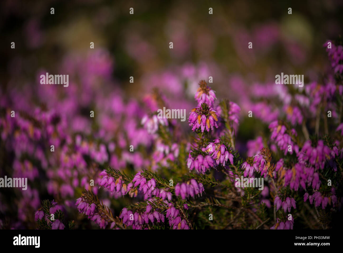 Erica carnea RB Cooke Foto Stock