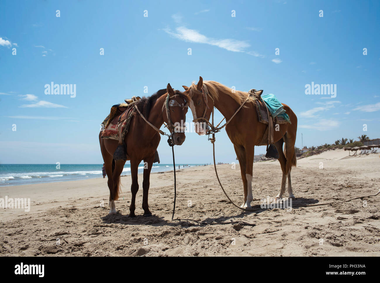 Due cavalli in appoggio sulla spiaggia di Vichayito. Equitazione i turisti è popolare lungo le spiagge di Mancora di Organos, nel nord del Perù. Agosto 2018 Foto Stock