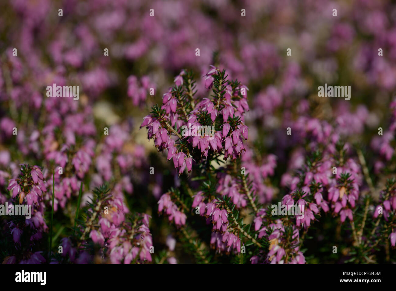 Erica carnea Walter Reisert Foto Stock