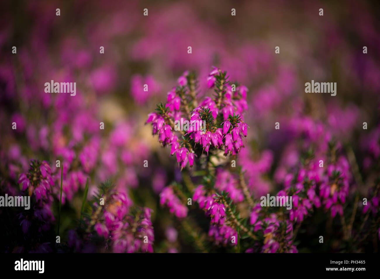 Erica carnea Walter Reisert Foto Stock
