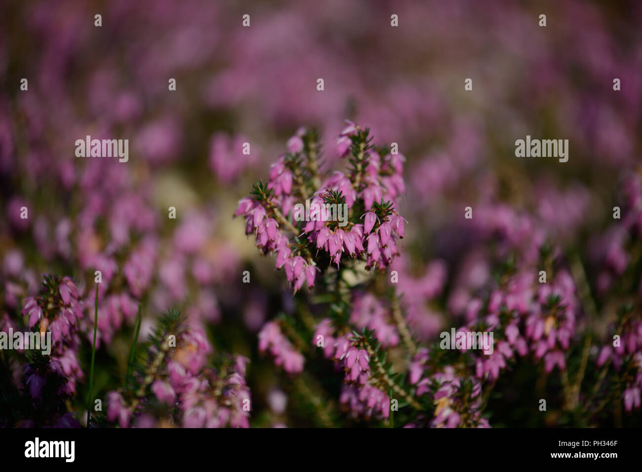 Erica carnea Walter Reisert Foto Stock