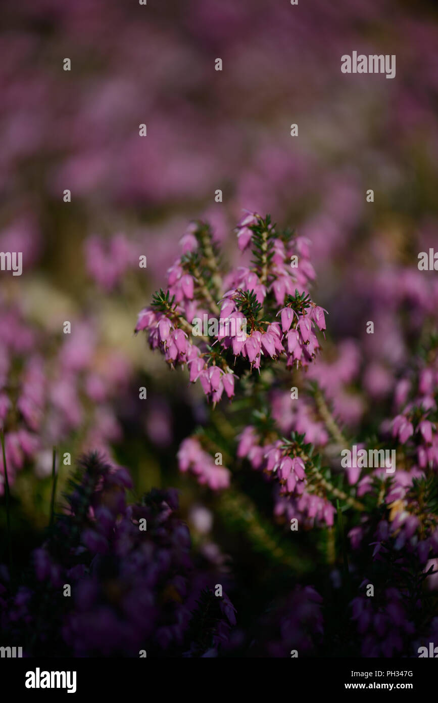 Erica carnea Walter Reisert Foto Stock