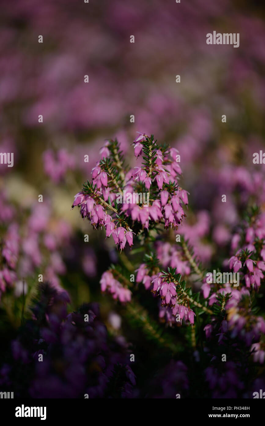 Erica carnea Walter Reisert Foto Stock