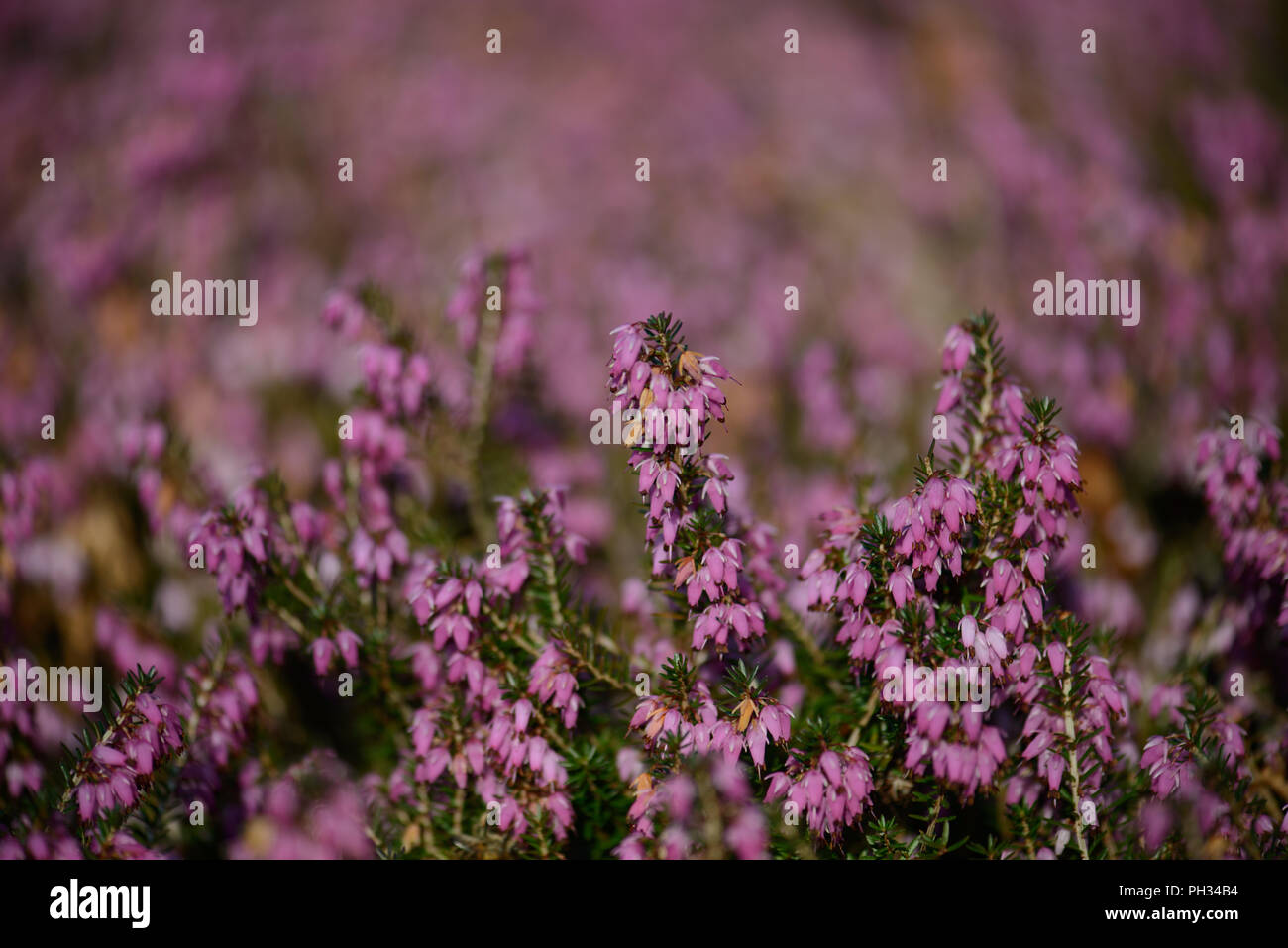 Erica carnea Walter Reisert Foto Stock