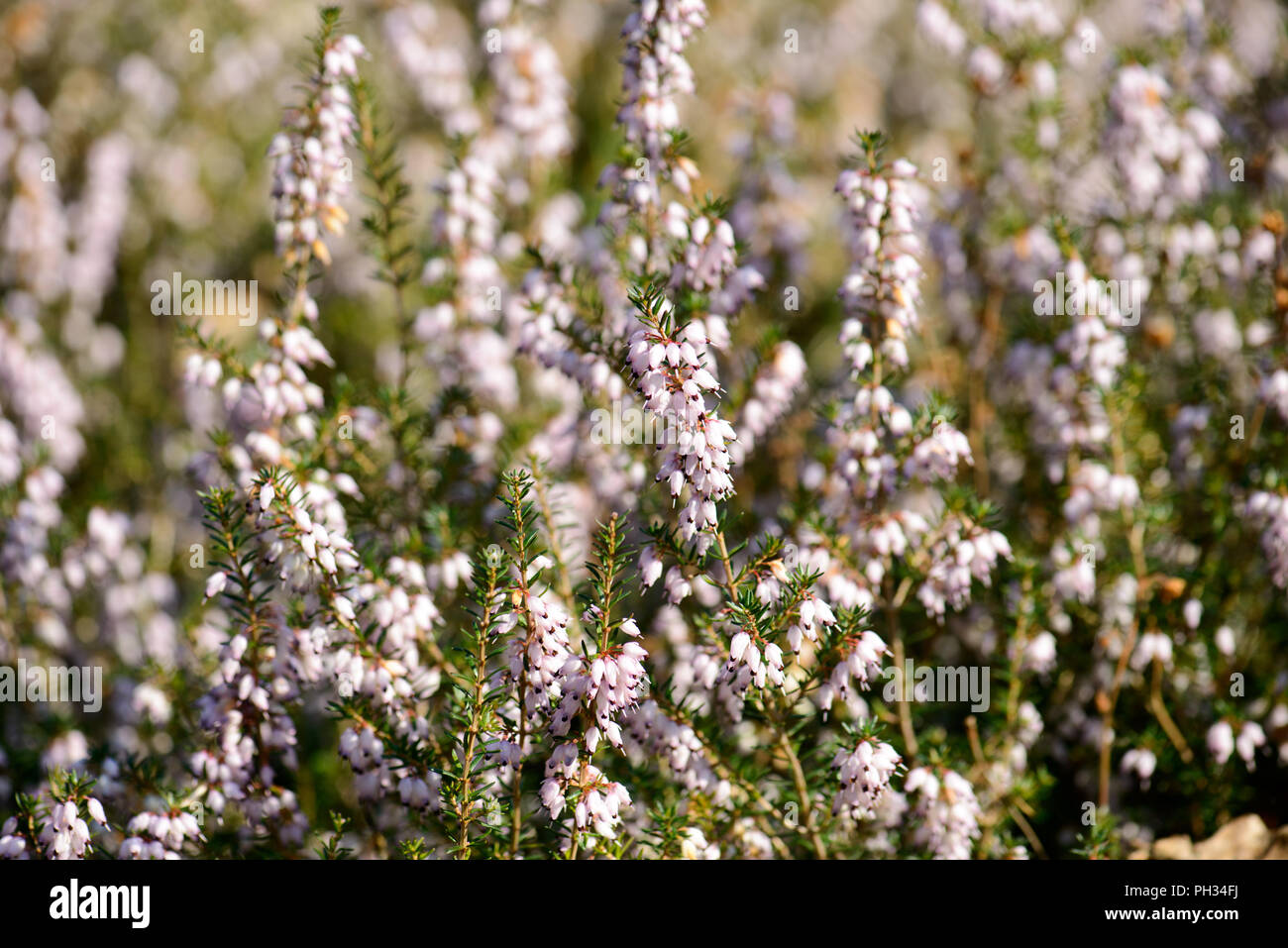 Erica Cinerea Harry Fulcher Foto Stock