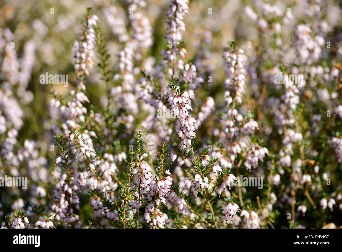 Erica Cinerea Harry Fulcher Foto Stock