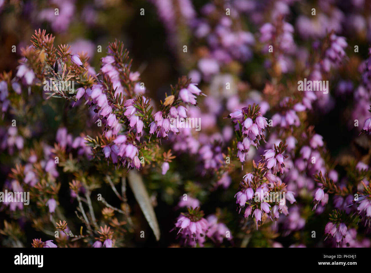 Erica darlyensis Maria Elena Foto Stock