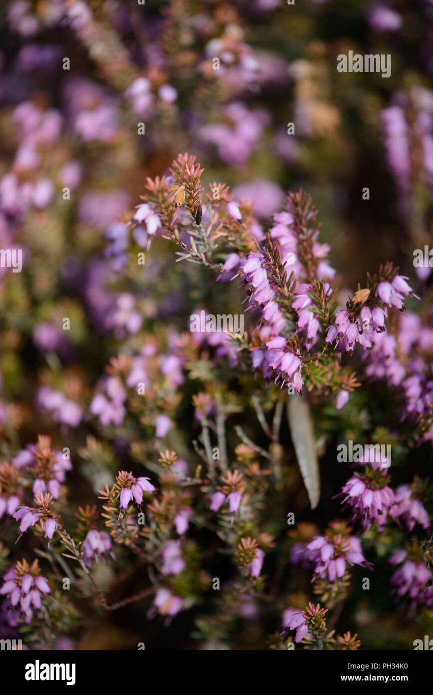Erica darlyensis Maria Elena Foto Stock