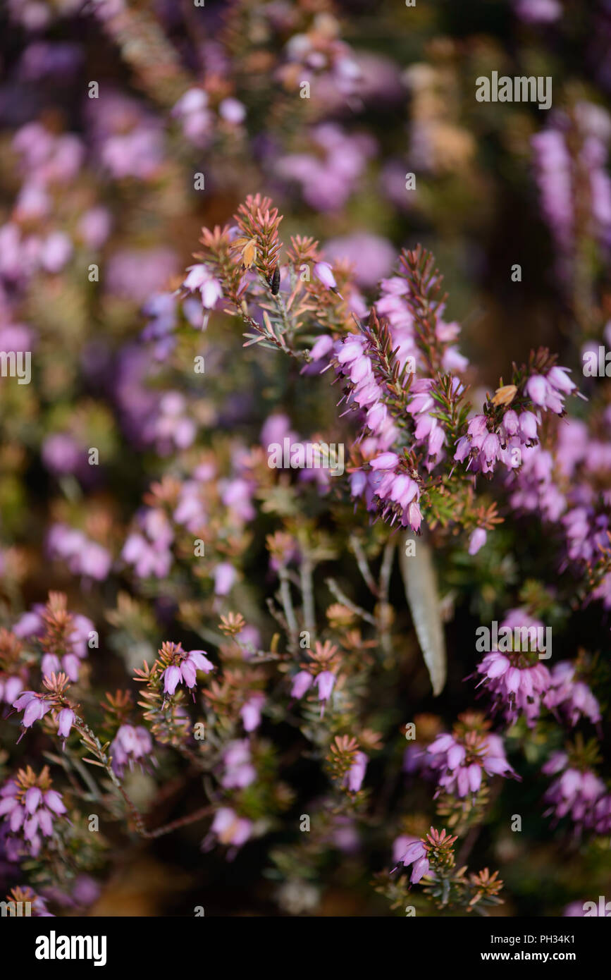 Erica darlyensis Maria Elena Foto Stock