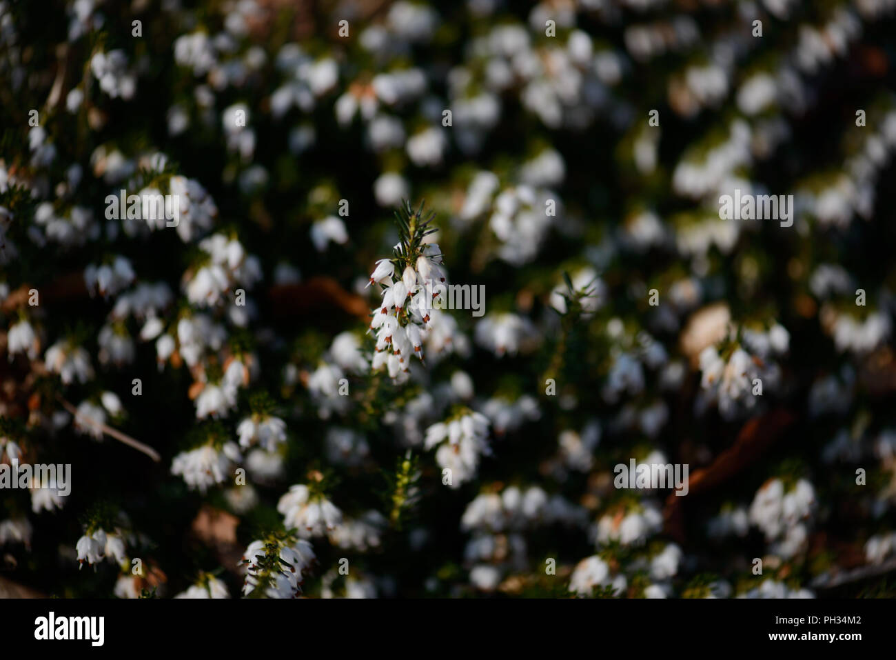 Erica darlyensis sorpresa di neve Foto Stock
