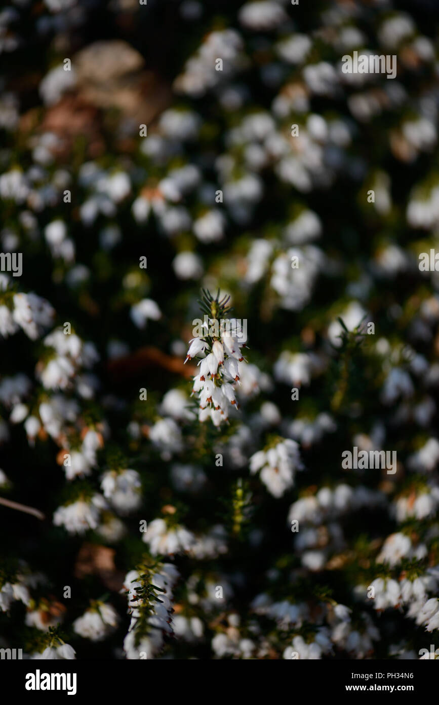 Erica darlyensis sorpresa di neve Foto Stock