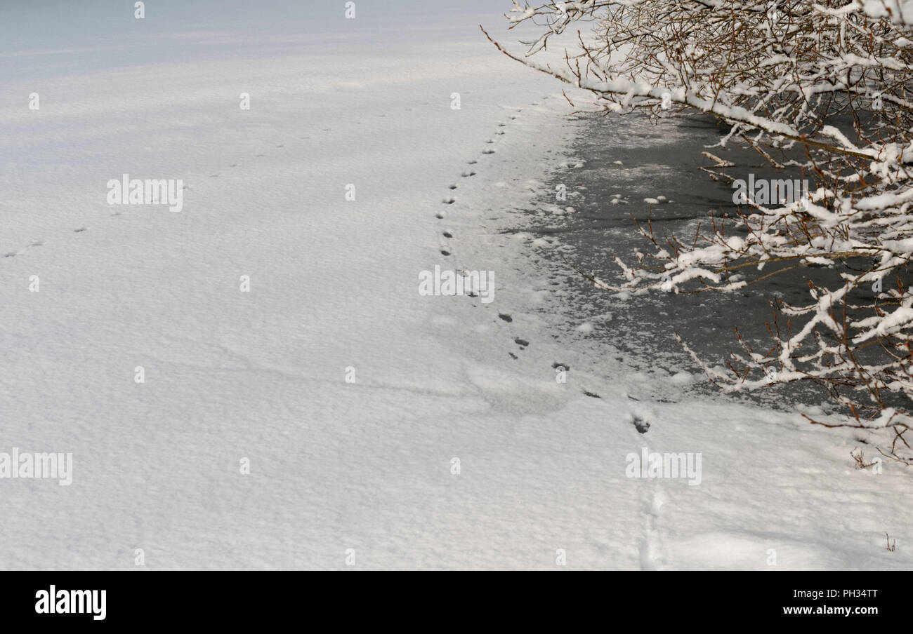 Footprint di uccello sul lago ghiacciato di Hertfordshire, Regno Unito Foto Stock