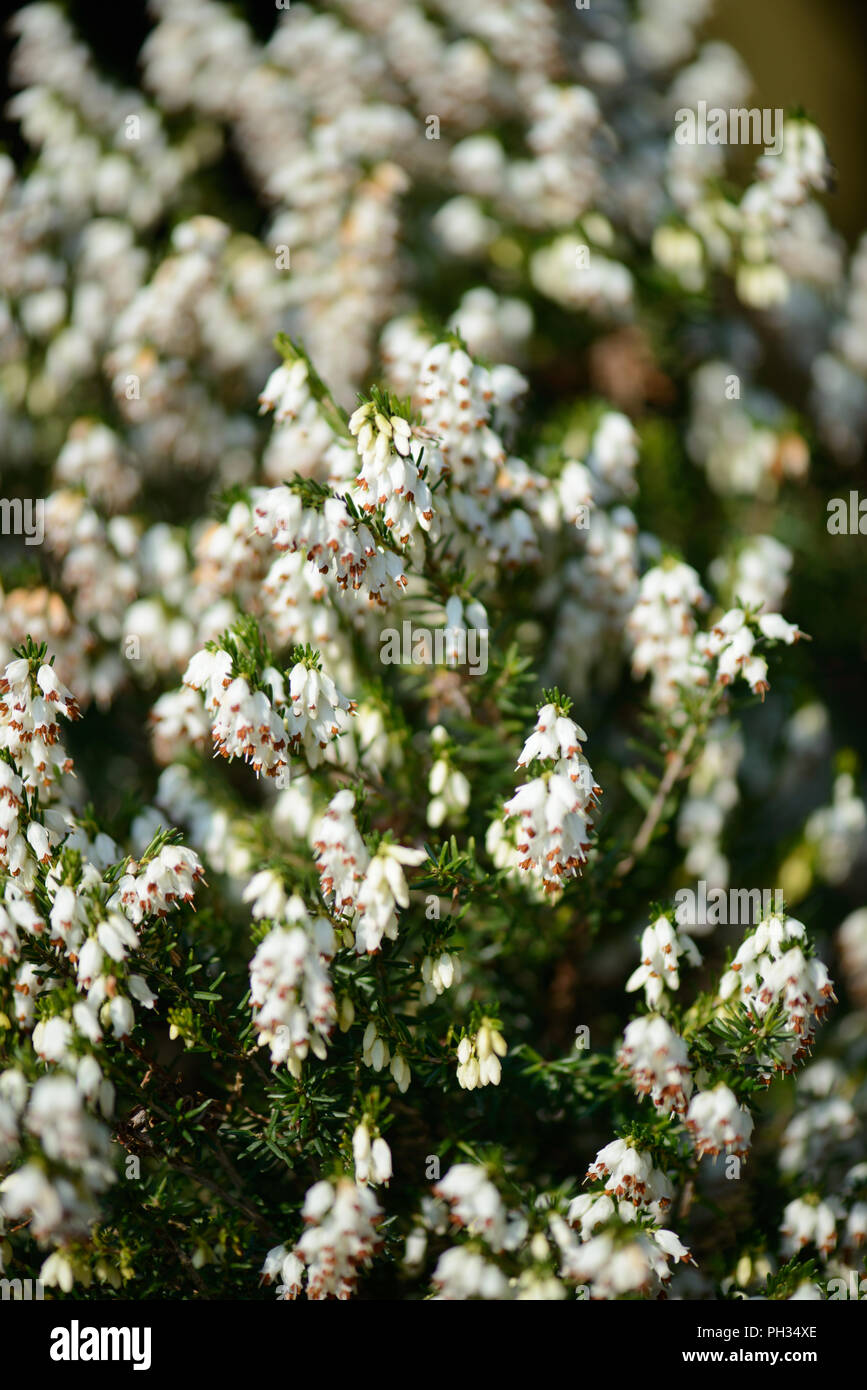Erica eriugena nana alba Foto Stock