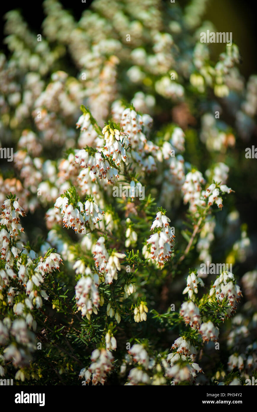 Erica eriugena nana alba Foto Stock