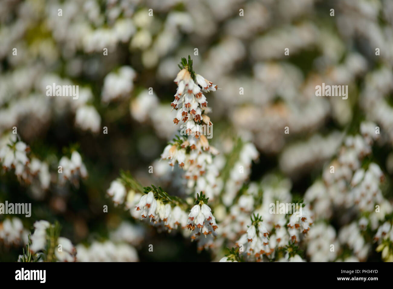 Erica eriugena nana alba Foto Stock