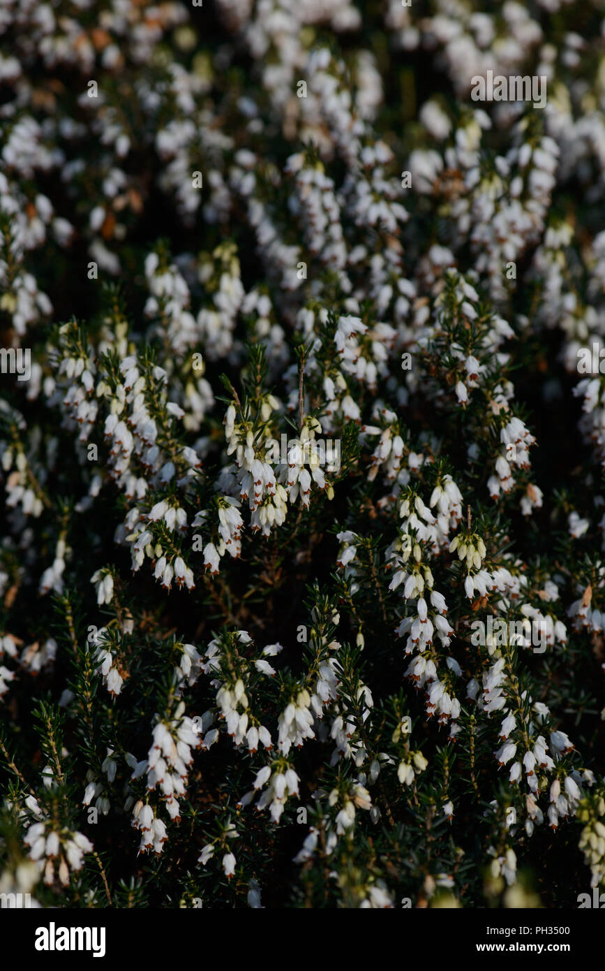 Erica eriugena nana compacta Foto Stock