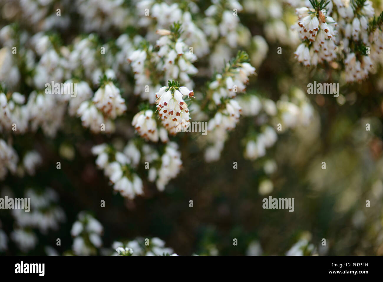 Erica eriugena WT Rackliff Foto Stock