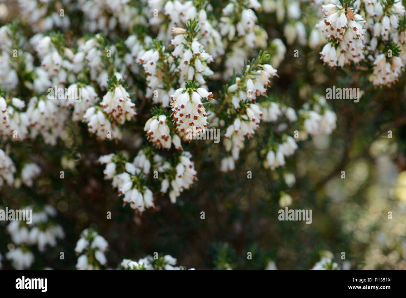 Erica eriugena WT Rackliff Foto Stock