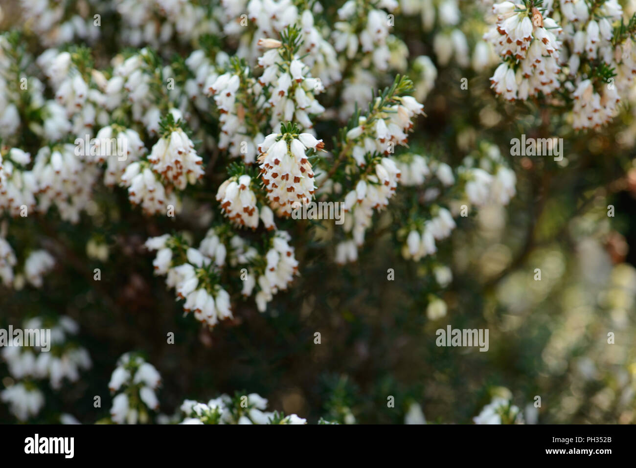 Erica eriugena WT Rackliff Foto Stock