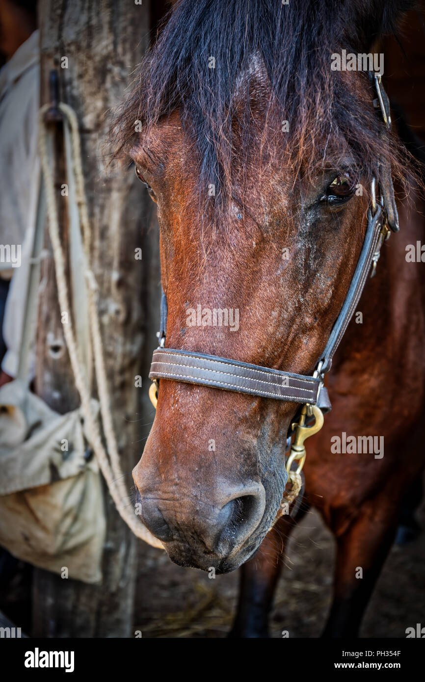 Un cavallo marrone in piedi in uno stabile in una fattoria. Foto Stock