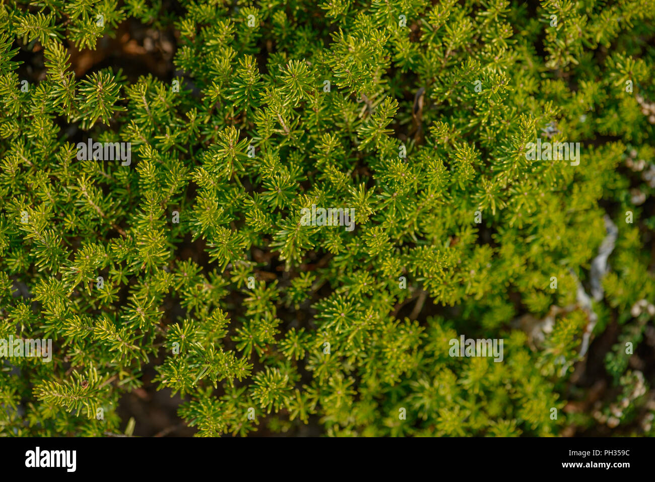 Erica vagans Valerie Proudley Foto Stock