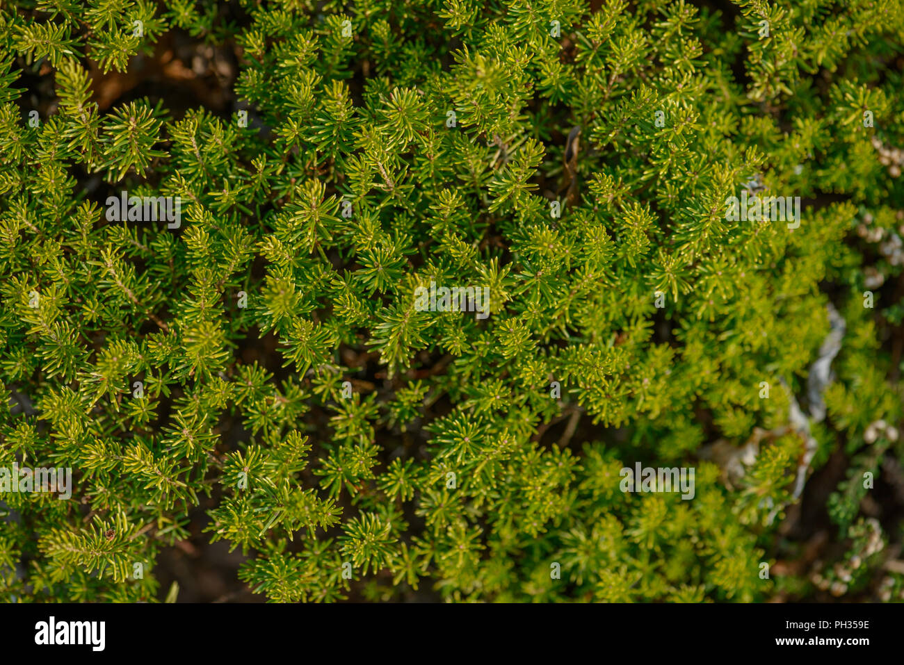 Erica vagans Valerie Proudley Foto Stock